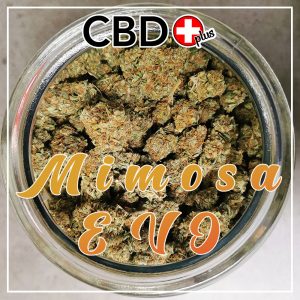 CBD Blüten - 1g - "Mimosa Evo" - 6,5% CBD - Indoor